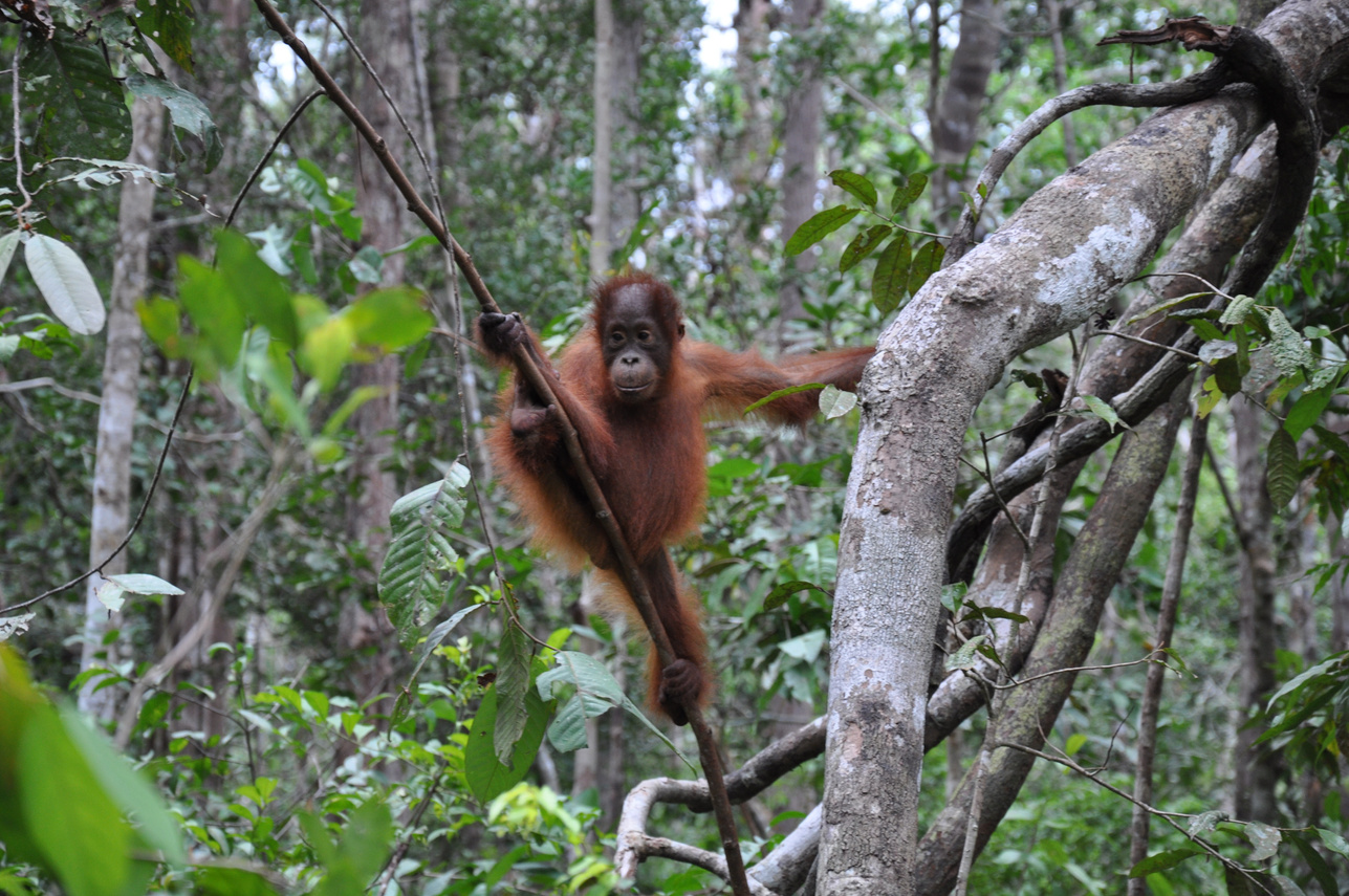 Orang utan Kalimantan Indonesia