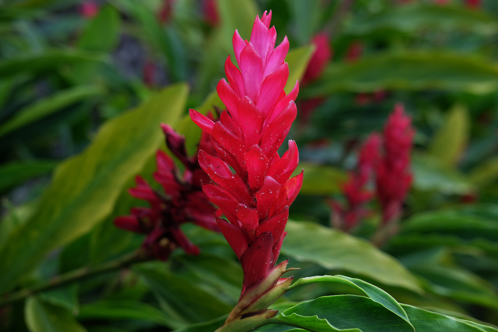 Alpinia purpurata. Red ginger.